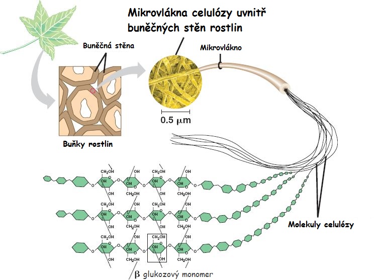 Mikrovlákna celulózy uvnitř buněčných stěn rostlin
