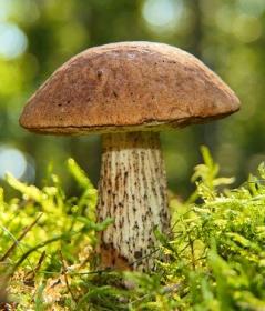 Houba mořská a houba lesní jedlá - význam - čeština- blog greenstore.cz