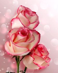 Kytice růží valentýnské přírodní produkty GreenStore.cz