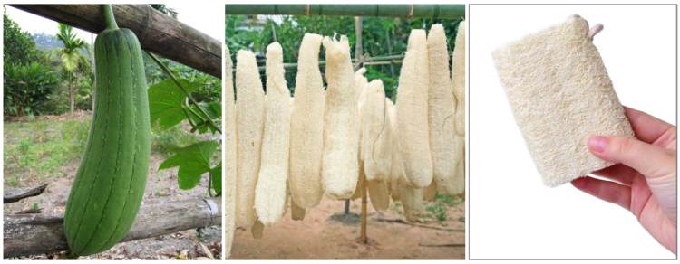 Lufa výroba produkty pěstování a použití GreenStore.cz