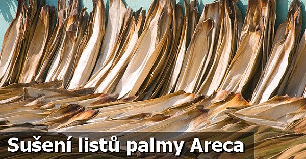 Sušení celých kusů listů areky