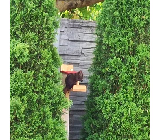 Veverka na krmítku greenstore.cz