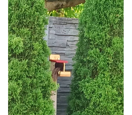 Přilákání veverky na krmítko s krmivem