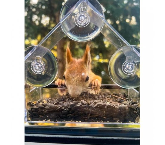 Krmítko pro veverky a ptáky na okno s přísavkami