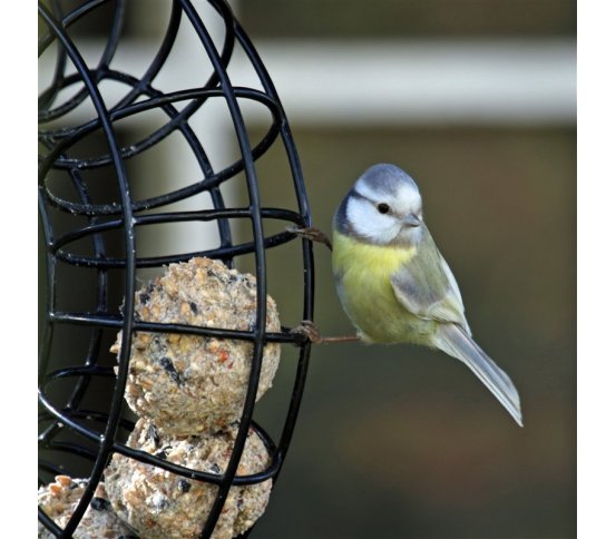 Lojové koule s hmyzím tukem Pfiffikus - 45ks 4