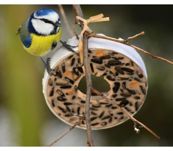 Lojové kroužky pro sýkorky 5ks 400g Erdtmanns