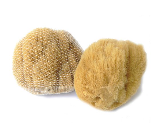 Mořská houba Karibská 12-13cm