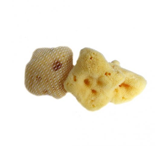 Mořská houba Jaderská - střední Caribbean Sun