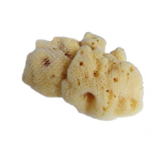 Mořská houba Jaderská - velká Caribbean Sun