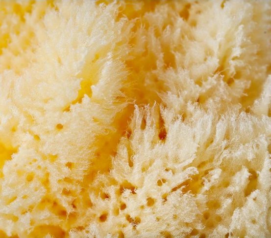 Premium Mořská houba Honeycomb 11-12cm Bellini