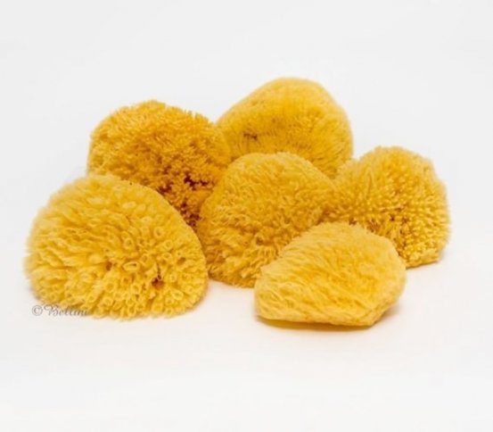 Mořská houba z Karibiku Světlá 11-12cm Bellini