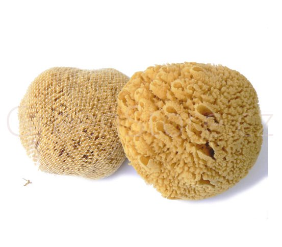 Mořská houba Žlutá pacifická 18-19cm