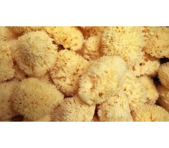 Premium Mořská houba Honeycomb 11-12cm Bellini