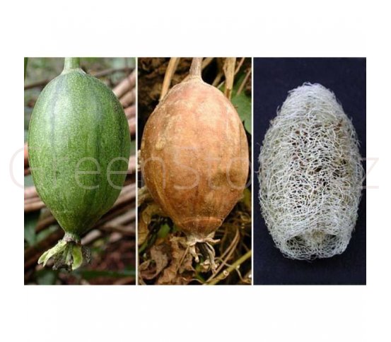 Přírodní houba na mytí ovoce a zeleniny z lufy LoofCo