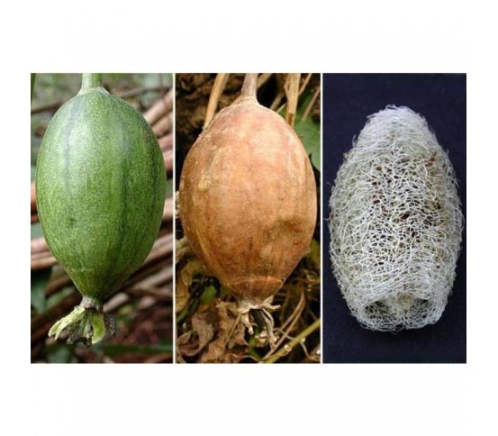 Přírodní houba na úklid z lufy LoofCo