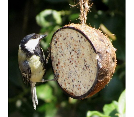 Ptačí krmítko kokos s náplní s moučnými červy - 10ks Suet To Go 3