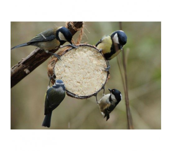 Ptačí krmítko kokos s náplní s moučnými červy - 10ks Suet To Go 4