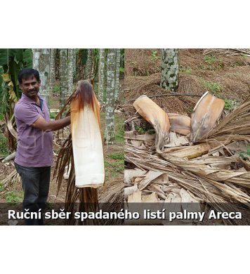 Ruční sběr palmových listů v Indii