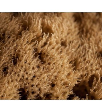 Mořská houba z Karibiku Mineral 11-12cm Bellini