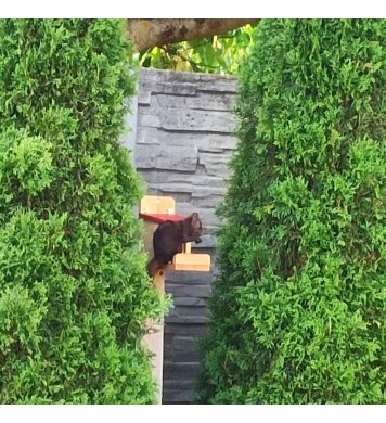 Kmící se veverka v budce JR farm