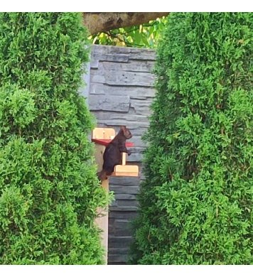 Veverka na zahradě krmení a krmítko