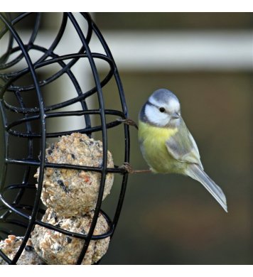 Lojové koule s hmyzím tukem Pfiffikus - 45ks 4