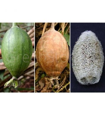 Přírodní houba na mytí ovoce a zeleniny z lufy LoofCo